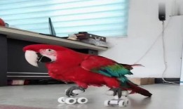 八哥爆料视频大全,揭秘娱乐圈幕后真相